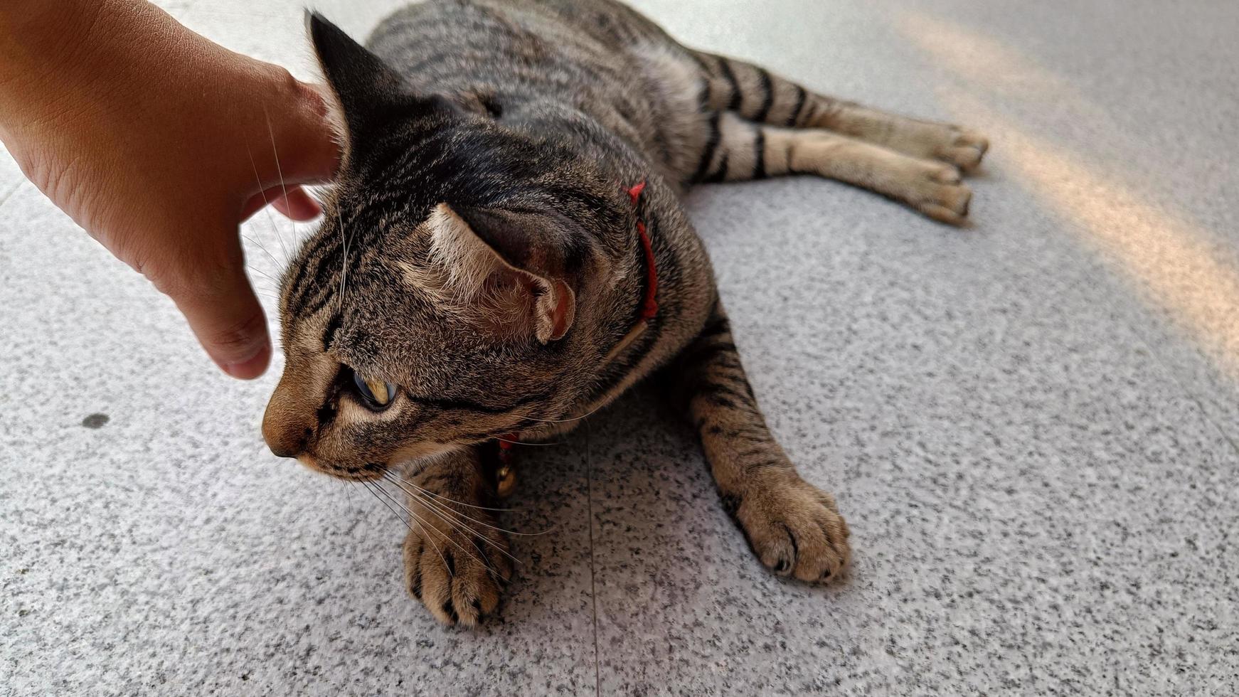 hand met grijze kattengezicht liggend op de vloer foto