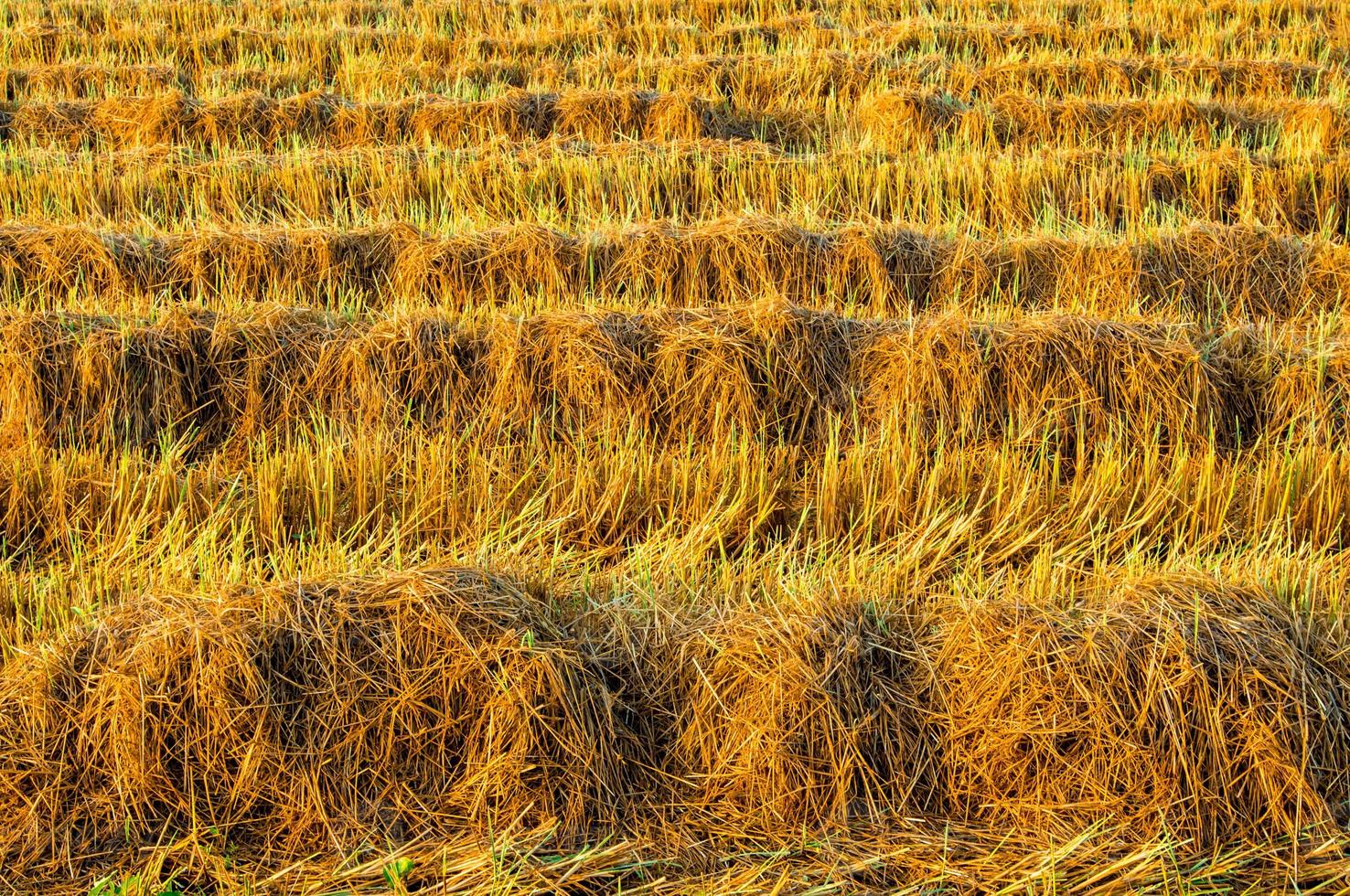 gouden kleur rijstplant in rijstvelden na de oogst foto