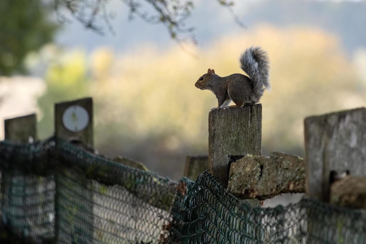 grijze eekhoorn die op een omheiningspaal rust foto