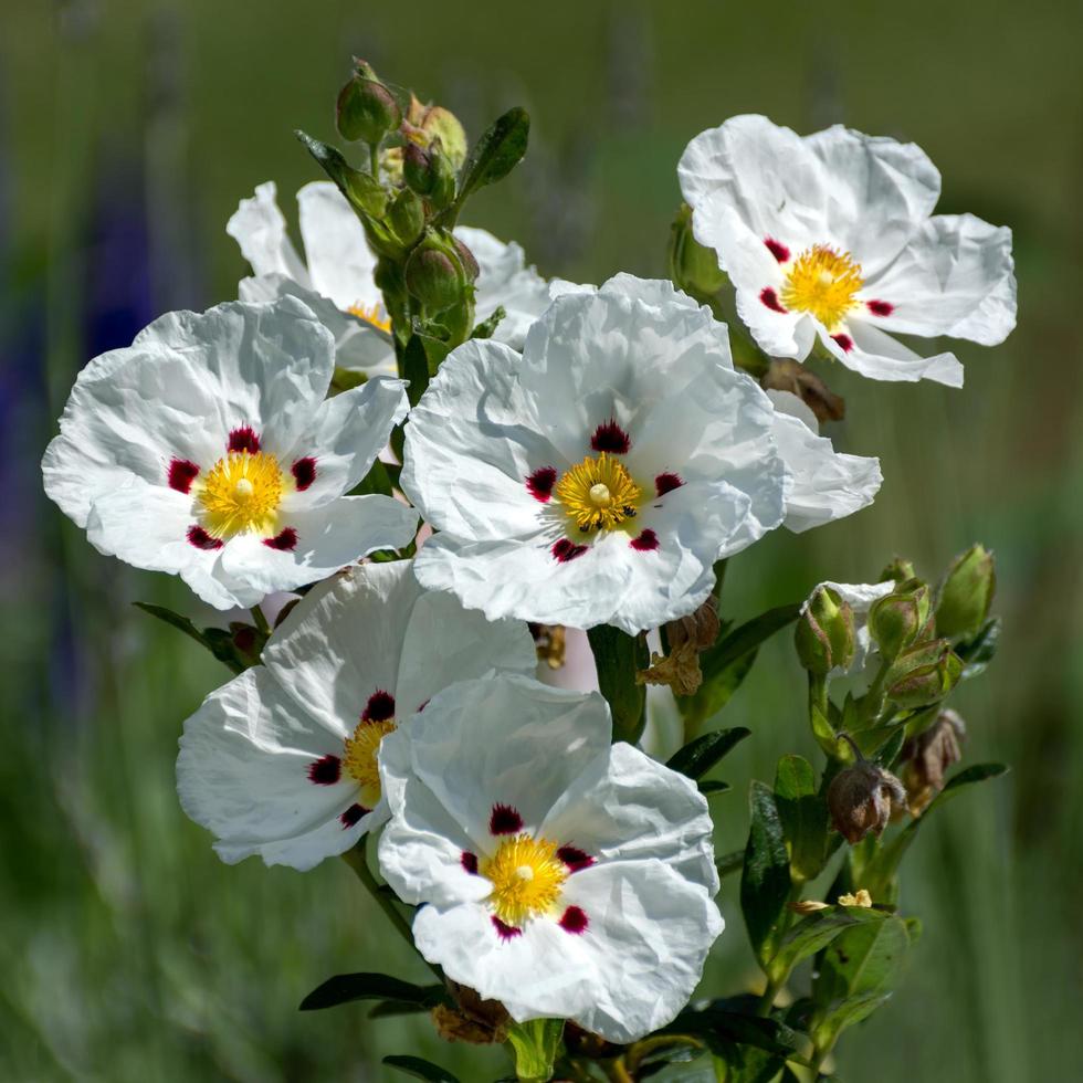 cistus lucitanica decumbens foto