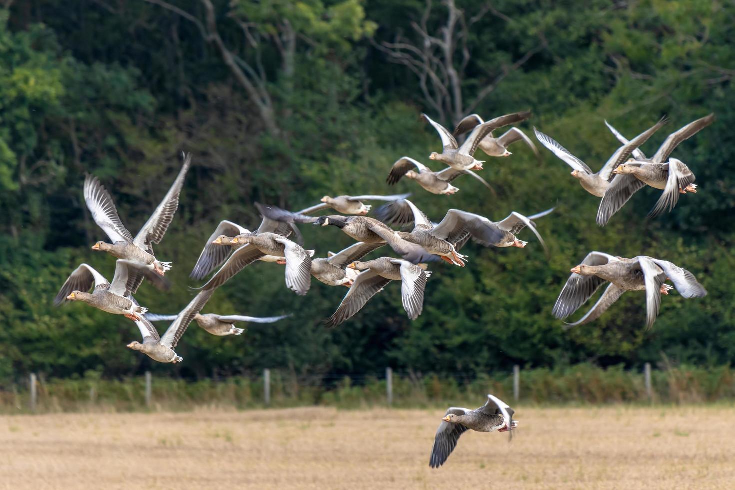 grauwe ganzen vliegen over een recent geoogst tarweveld foto