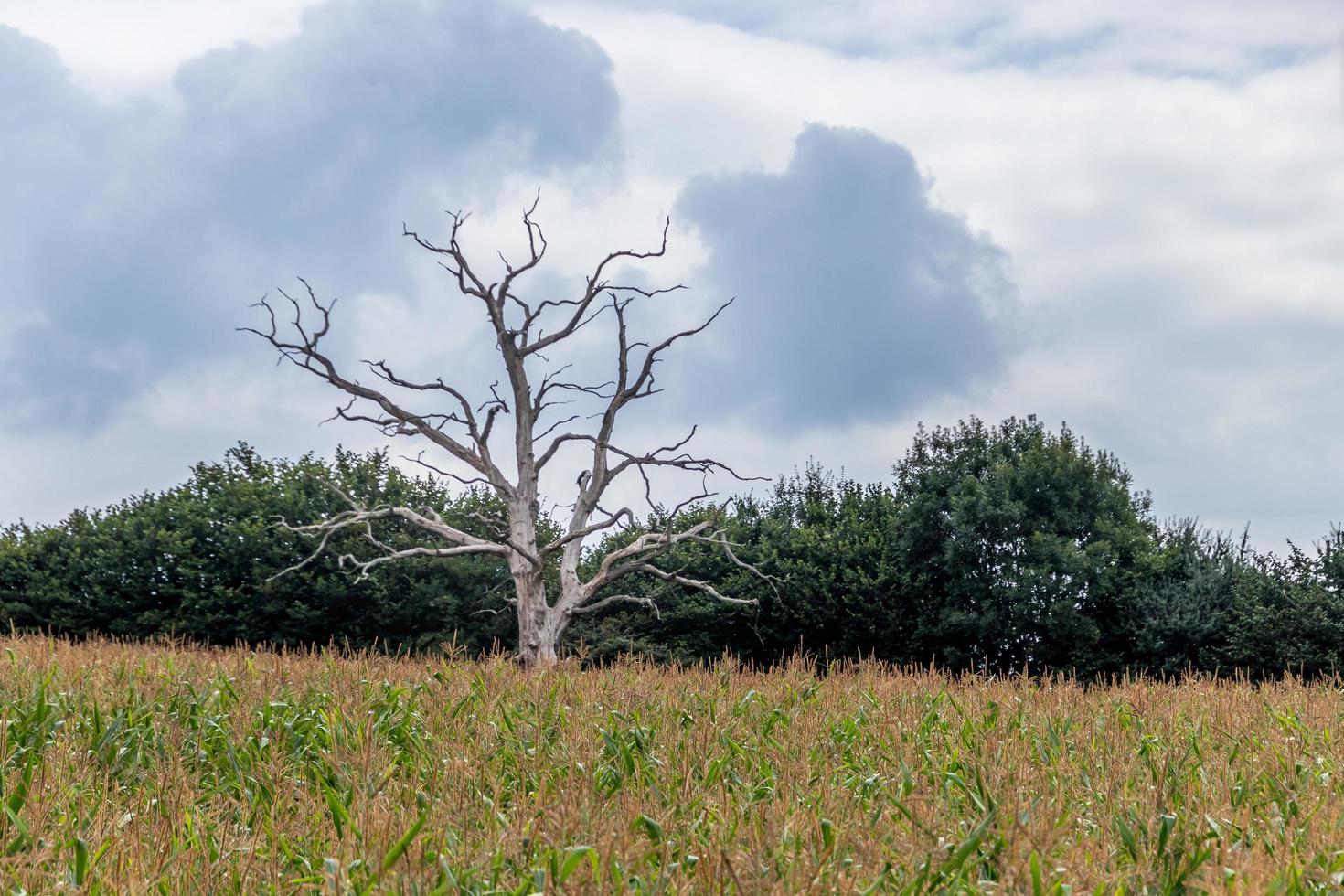 dode boom in een maïsveld nabij ardingly foto