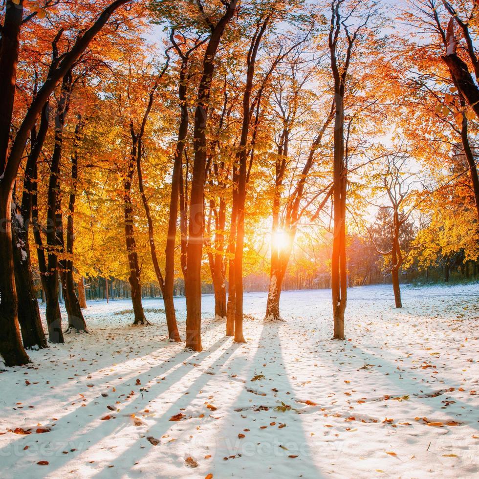 bos met eerste wintersneeuw foto