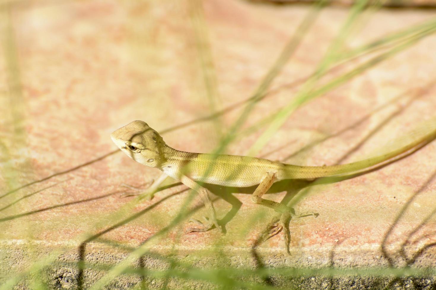 kameleons of kameleons zijn een onderscheidende en zeer gespecialiseerde clade van oude wereldhagedissen. foto