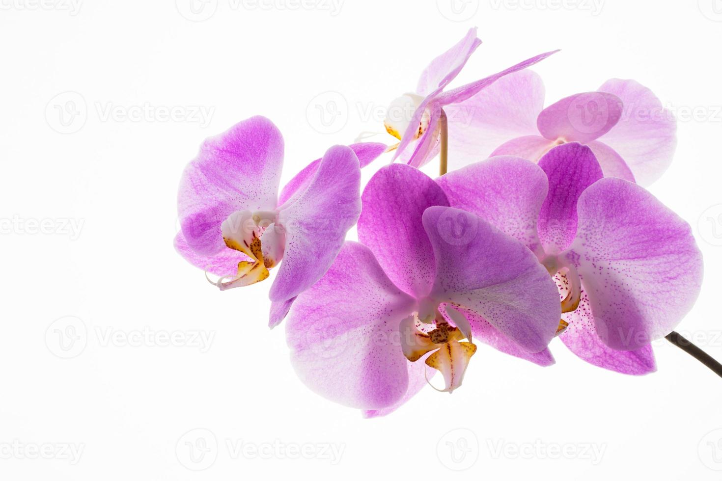 tak van verse orchideeën op witte achtergrond foto