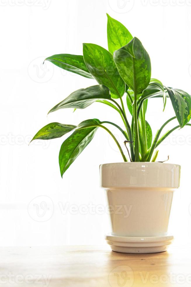 dieffenbachia kamerplant grote groene bladeren groenblijvende kamerbloem in een bloempot op tafel kopieer ruimte foto