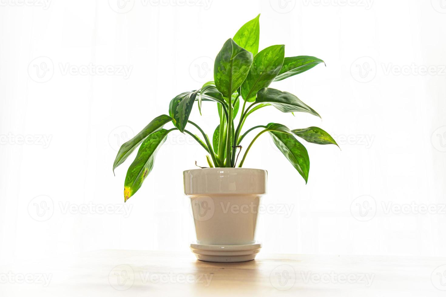 dieffenbachia kamerplant grote groene bladeren groenblijvende kamerbloem in een bloempot op tafel kopieer ruimte foto