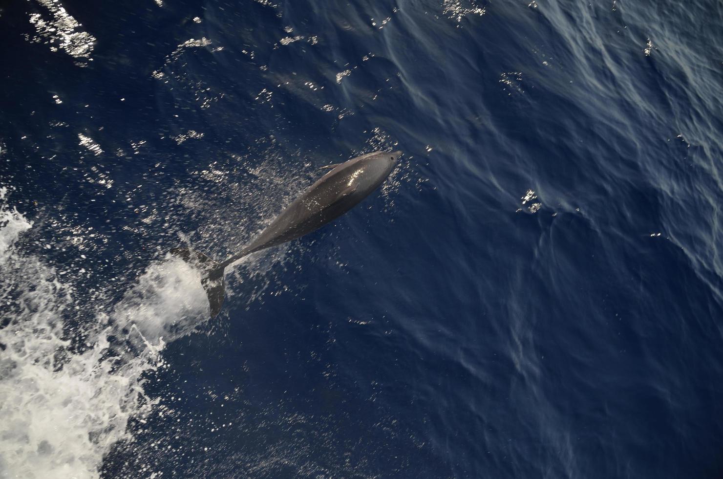 dolfijn van boven foto