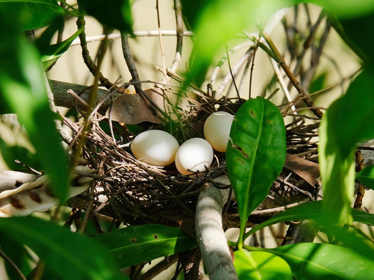 paasei in hun nest op takken van een boom. foto