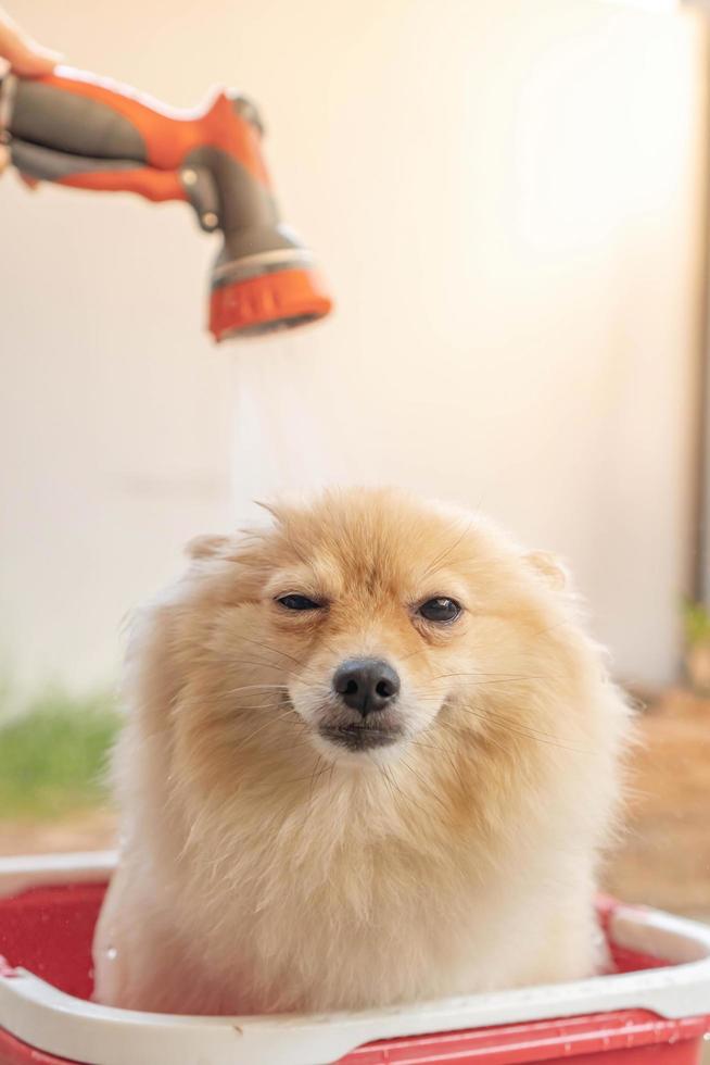 Pommeren of klein hondenras werd door de eigenaar gedoucht en stond in een rode emmer die op een betonnen vloer werd geplaatst foto