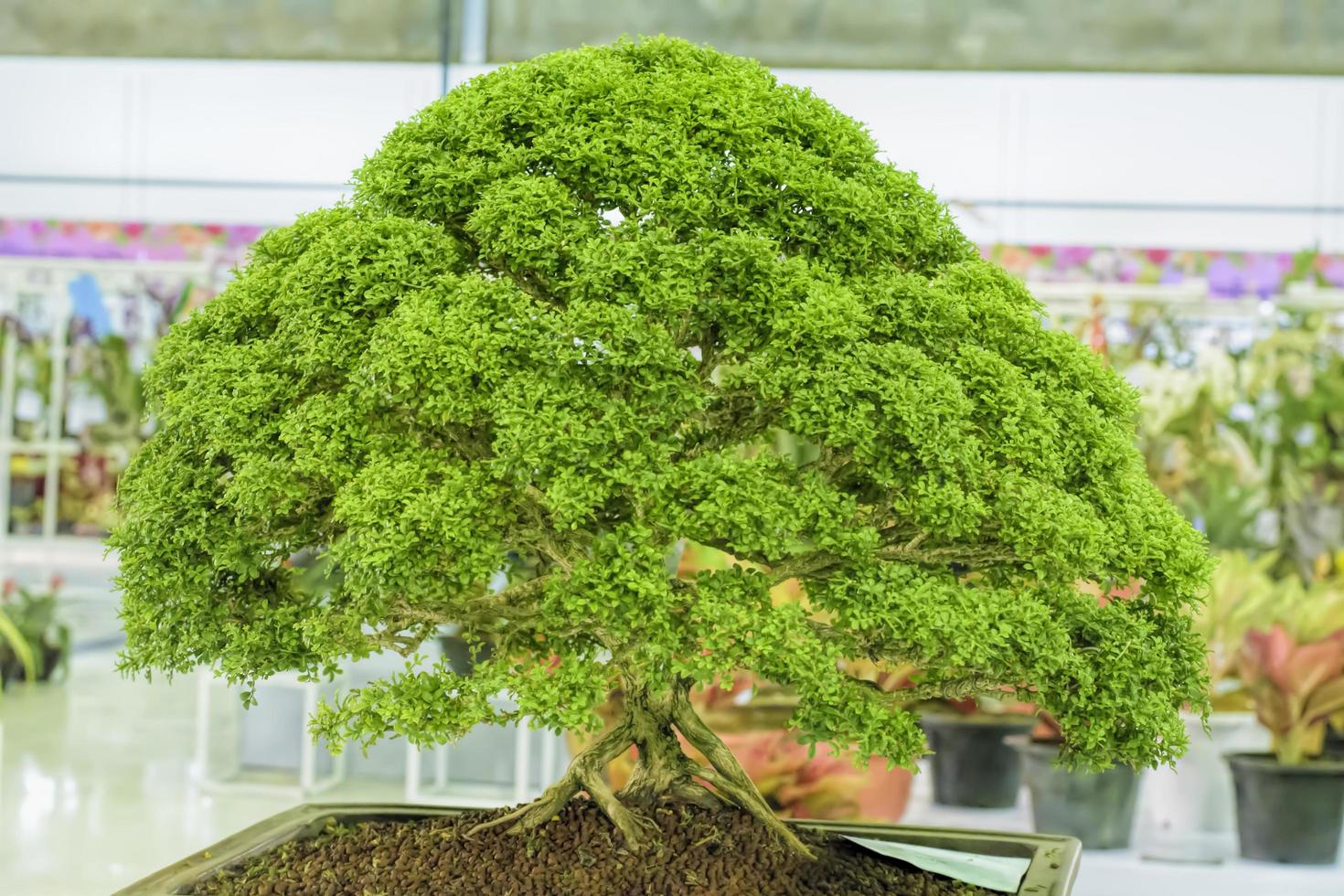 kleine boom, gekweekt met Thaise bonsai techniek. foto