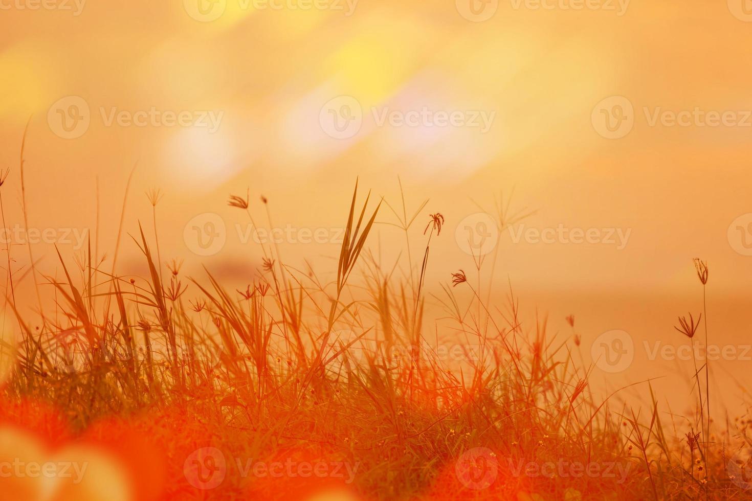 abstracte natuurlijke achtergrond met gras in de wei en oranje lucht in de rug foto