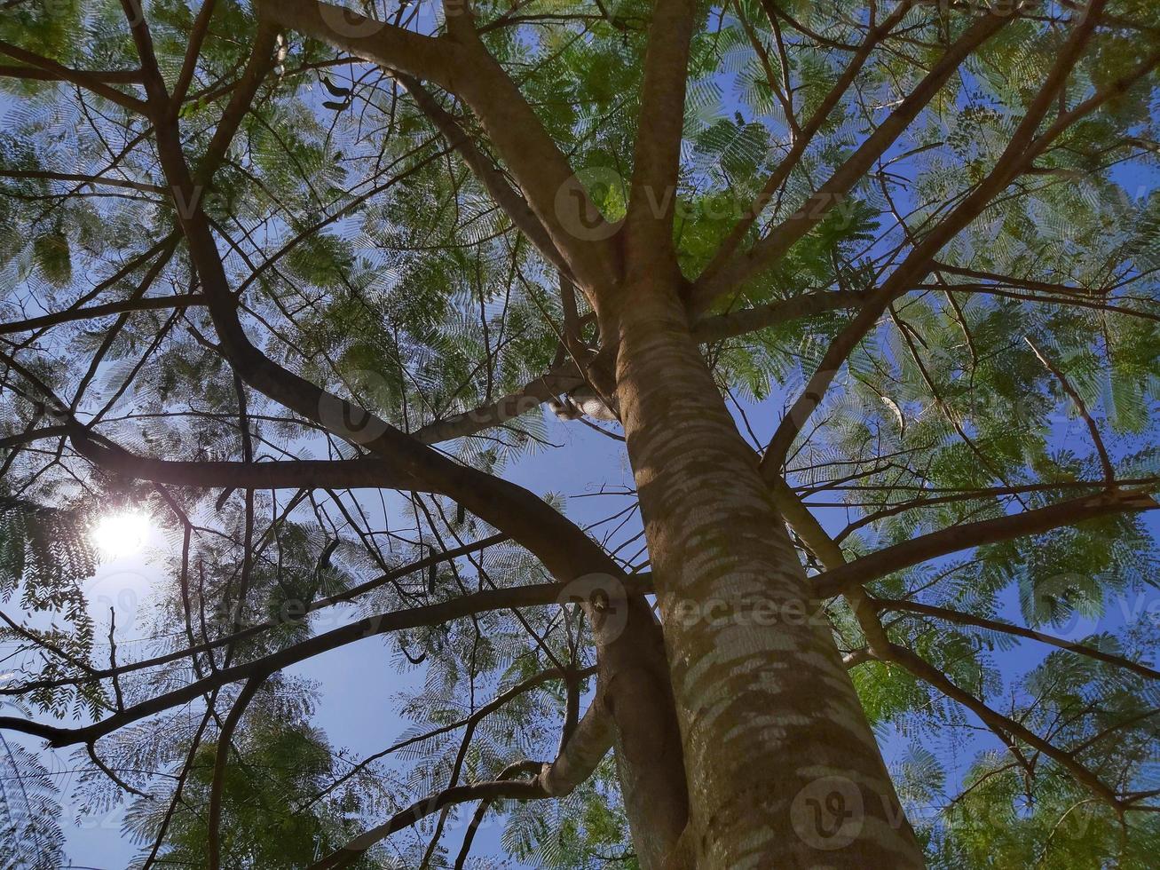 zonlicht door boom. de zon schijnt fel door de kromme takken van een majestueuze groene boom. foto