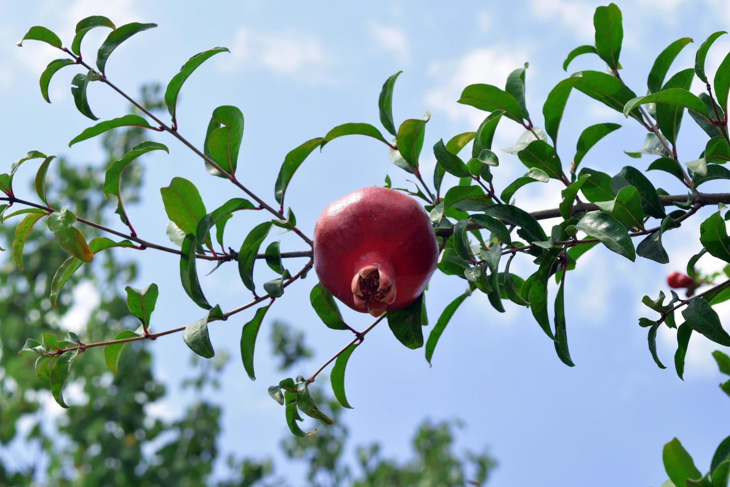 de vrucht van een granaatappel die op een tak groeit foto