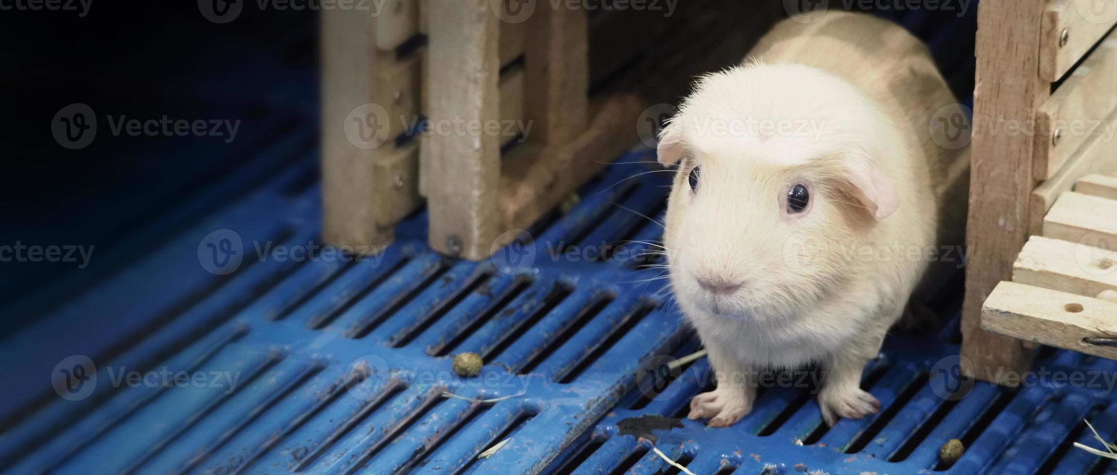 witte hamster. kleine huisdierenhamster op plastic en houten kooi. foto