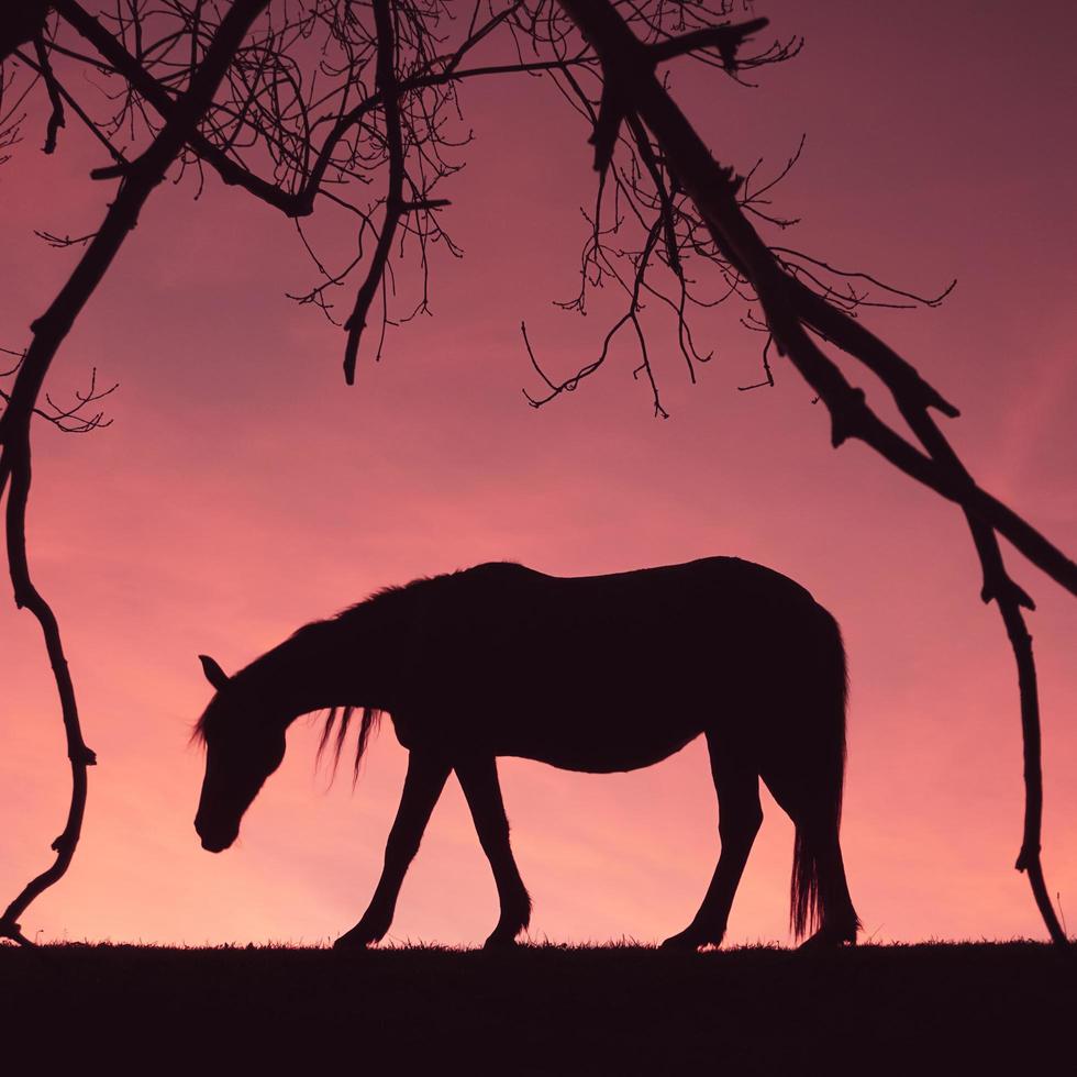 paardensilhouet in de wei met een prachtige zonsondergang op de achtergrond foto