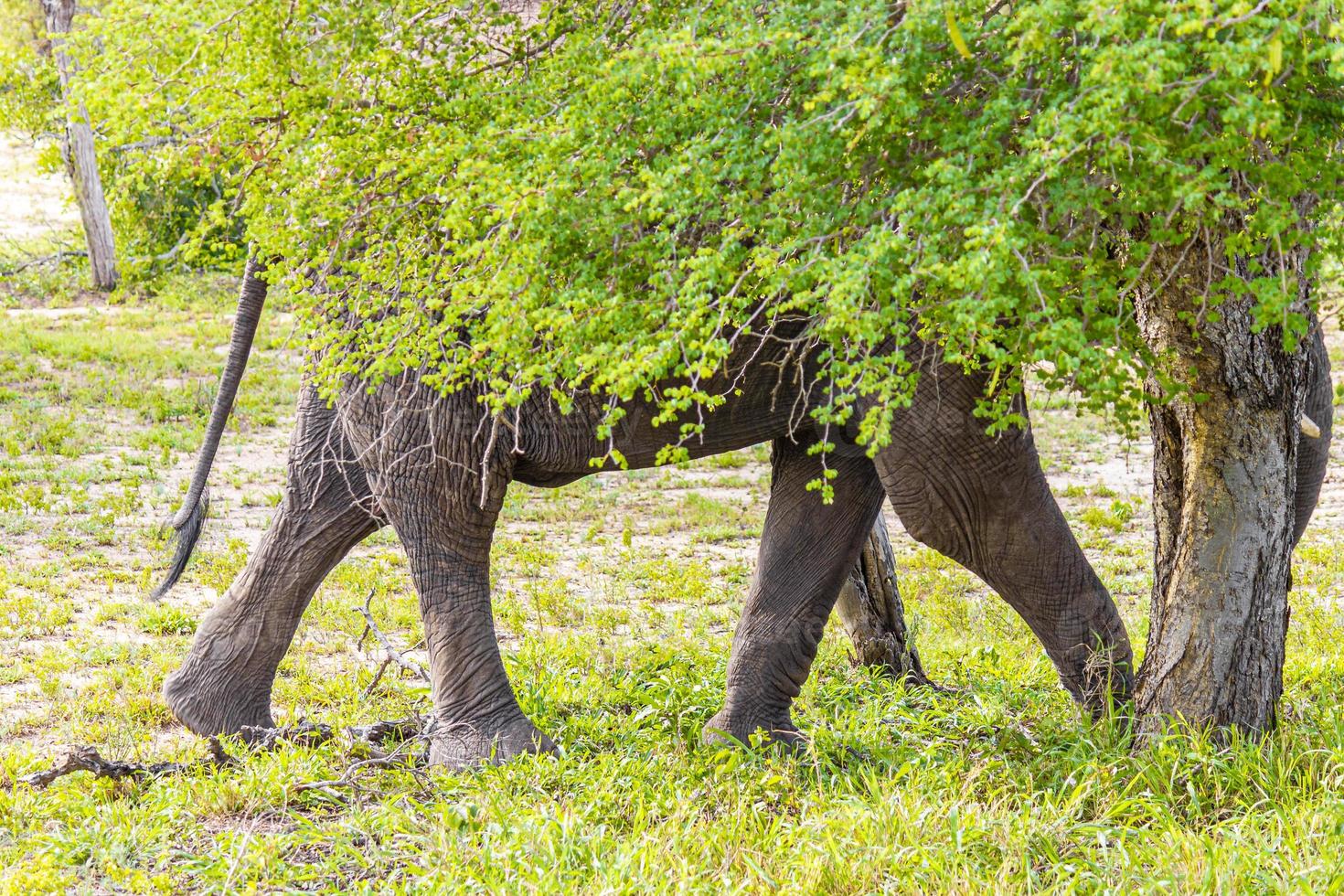 big five afrikaanse olifant kruger nationaal park safari zuid afrika. foto