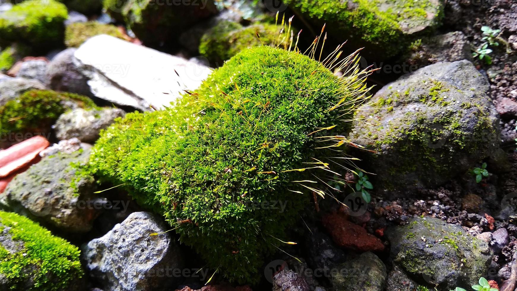 speldenkussenmos leucobryum glaucum groeit op de rotsen. foto is genomen in cirebon, west-java, indonesië