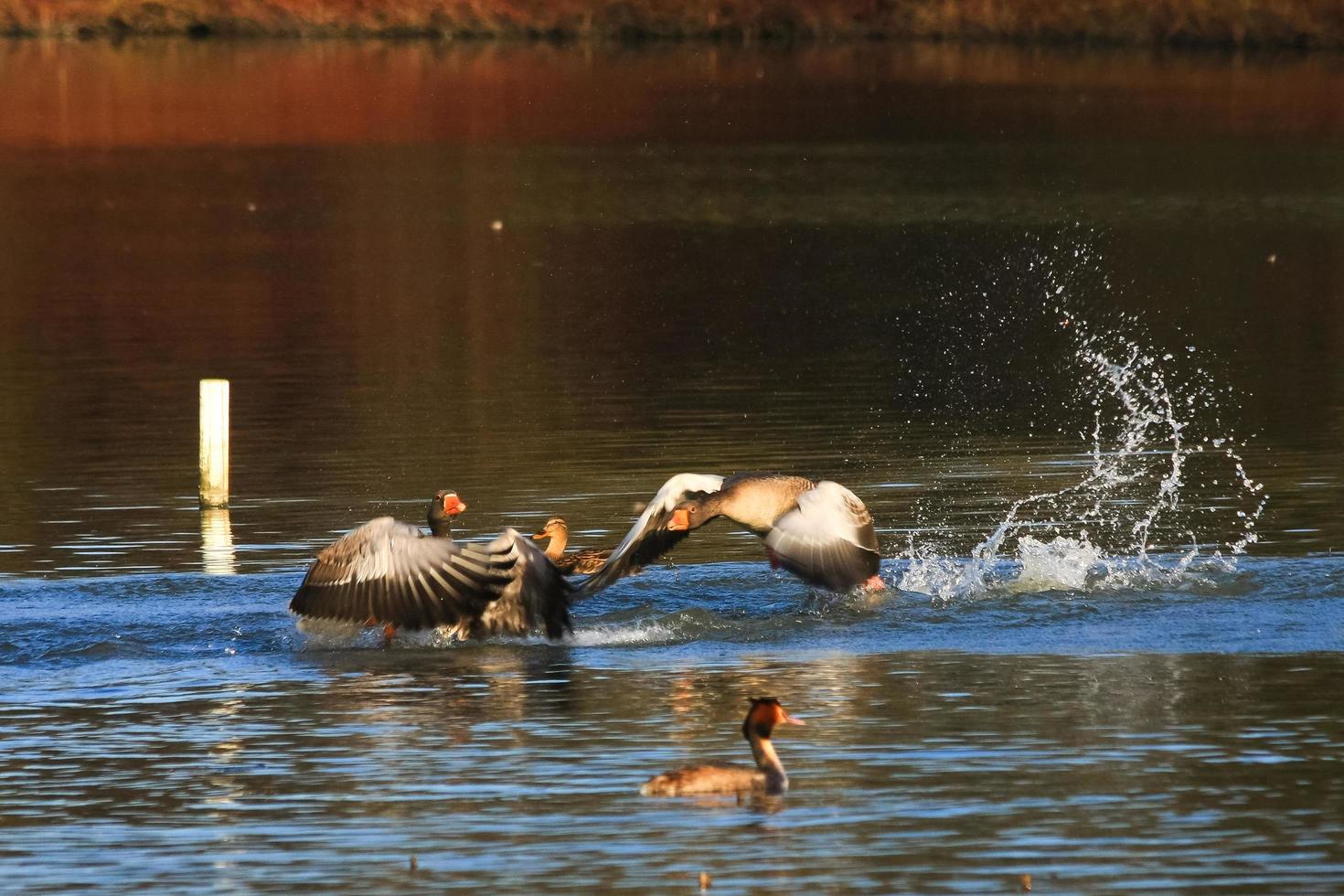 aanvallende grauwe gans foto