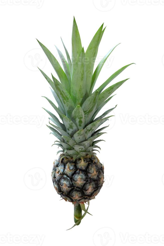 Ananas geïsoleerd op een witte achtergrond met uitknippad foto