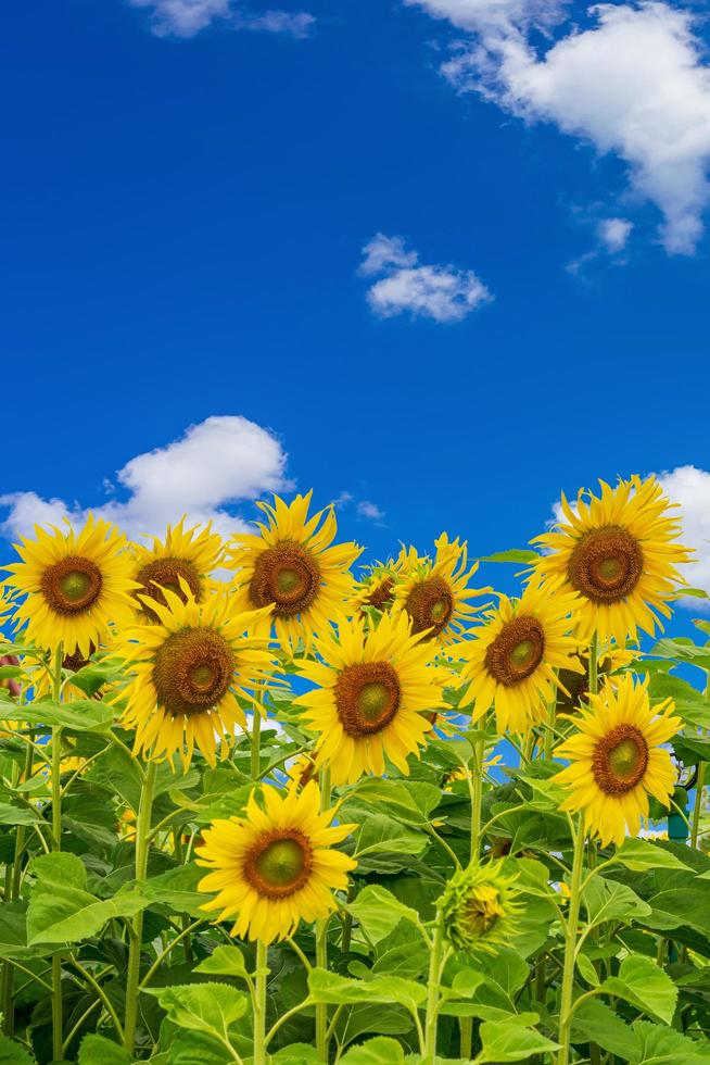 zonnebloem veld natuur scène met blauwe lucht en cloud natuurlijke achtergrond. foto