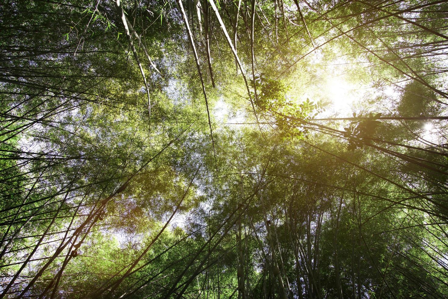 hoge bamboeboom op de lucht foto