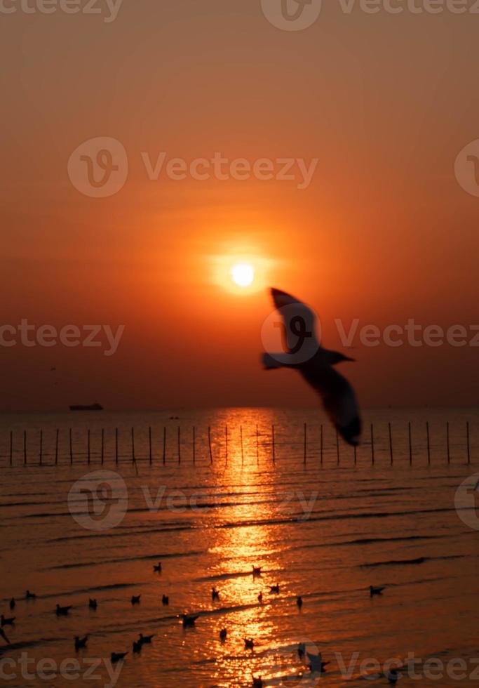 landschap van meeuwen die 's avonds tijdens zonsondergang vliegen. foto