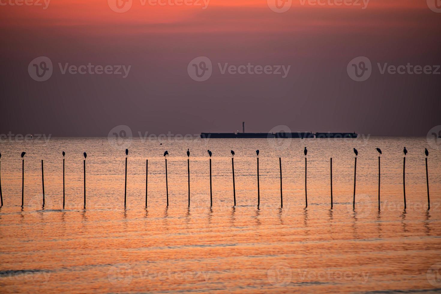 landschap van meeuwen die 's avonds tijdens zonsondergang vliegen. foto