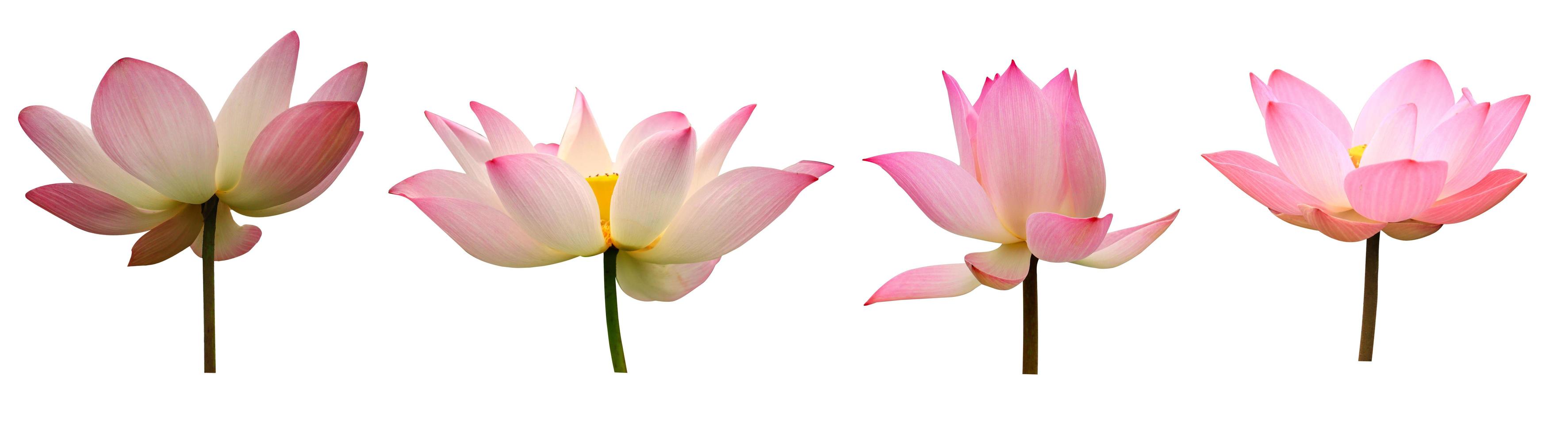 collectie lotus isoleren op witte achtergrond foto