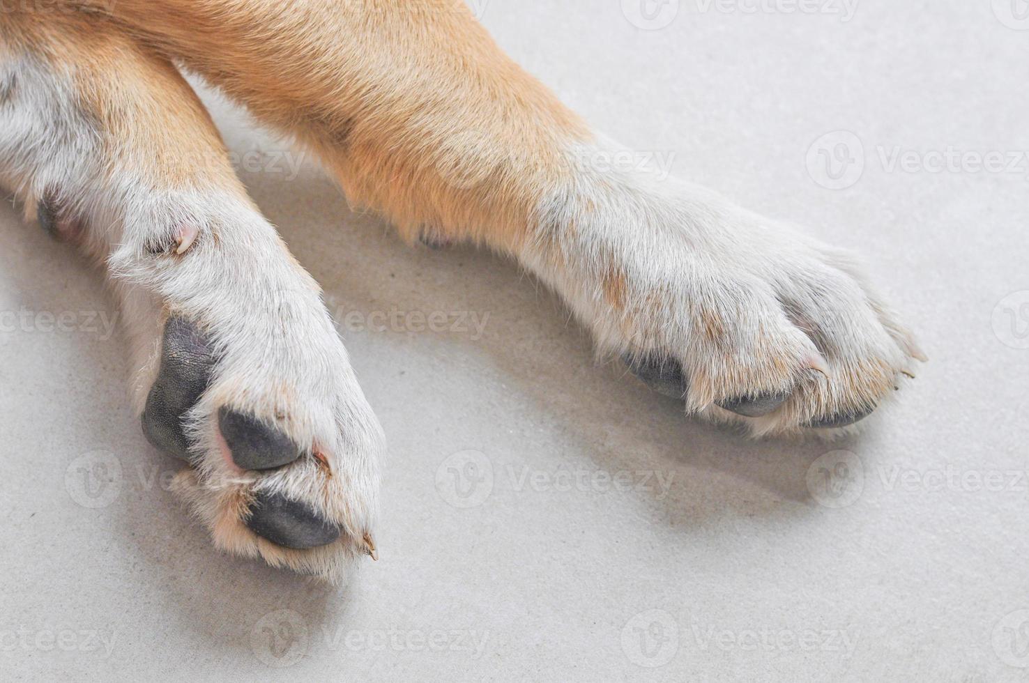 binnenlandse labrador hond aka canis lupus familiaris dier van klasse foto