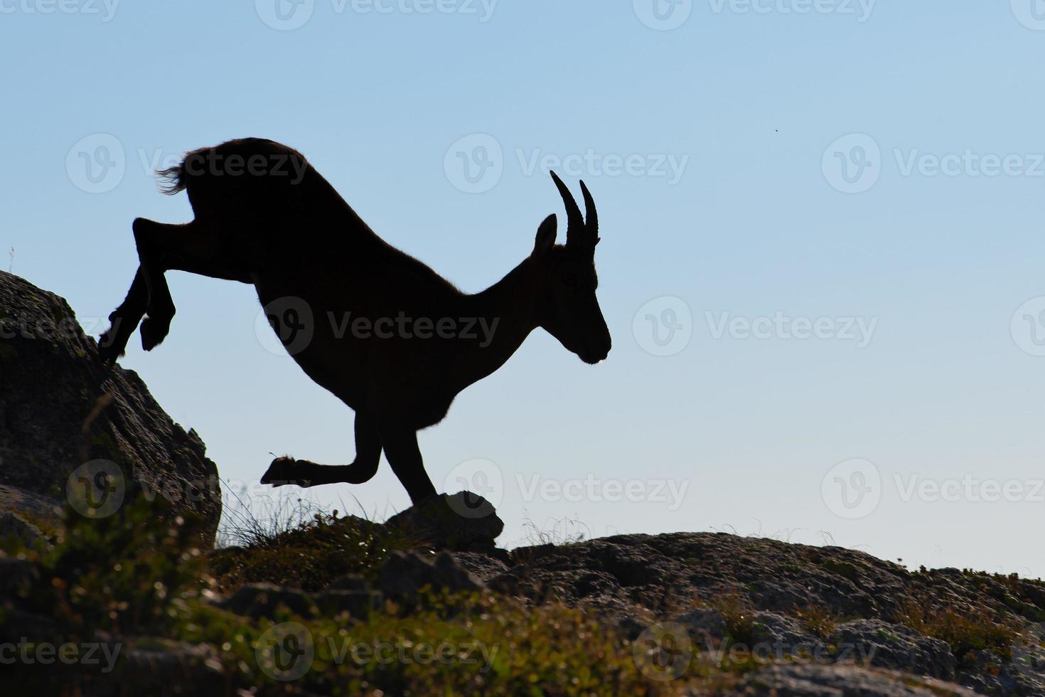 steenbok in silhouet springt tussen de stenen foto