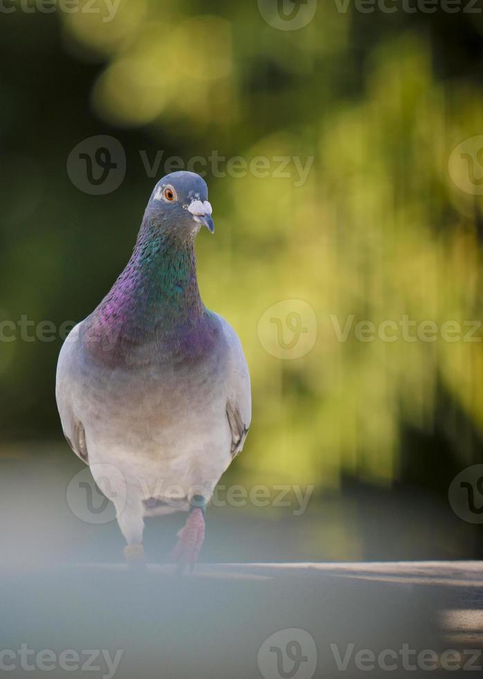 snelheid postduif staande tegen groene wazige achtergrond foto