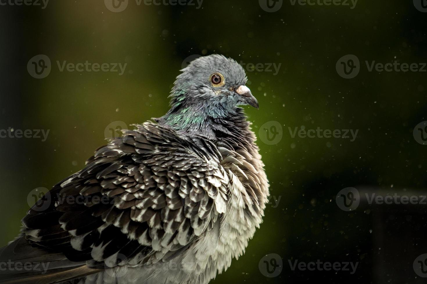 close-up veer van postduif badend in groen park foto