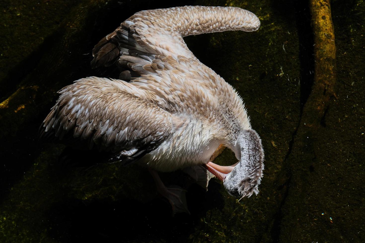 fuengirola, andalusië, spanje, 2017. spot-billed pelikaan bij de bioparc foto