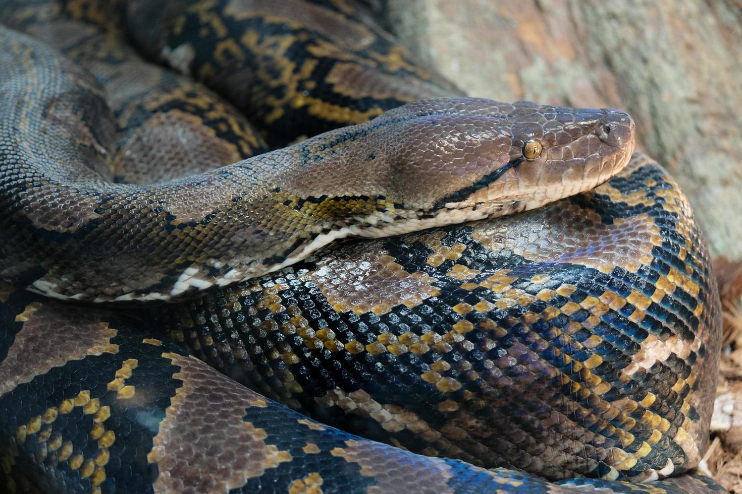 fuengirola, andalusië, spanje, 2017. netpython in het bioparc foto