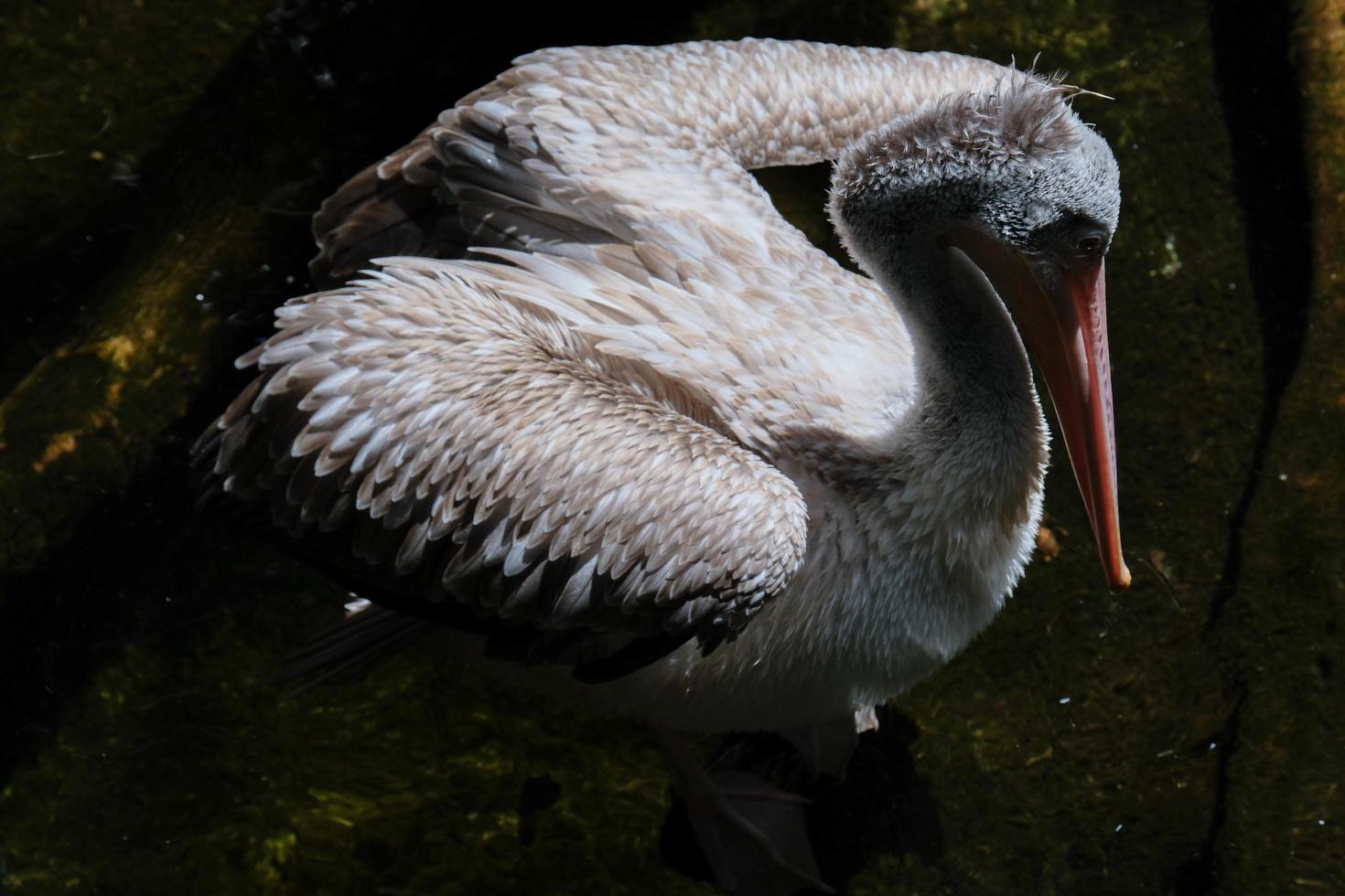 fuengirola, andalusië, spanje, 2017. spot-billed pelikaan bij de bioparc foto