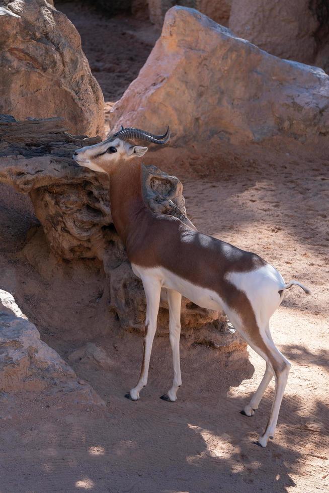 valencia, spanje, 2019. mhorr gazelle bij het bioparc foto