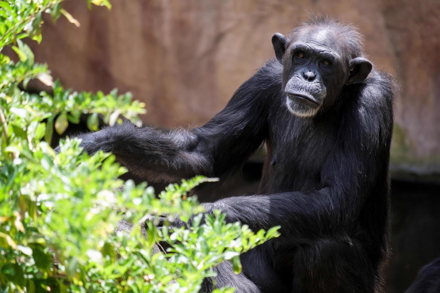 fuengirola, andalusië, spanje, 2016. chimpansee rust in het bioparc foto