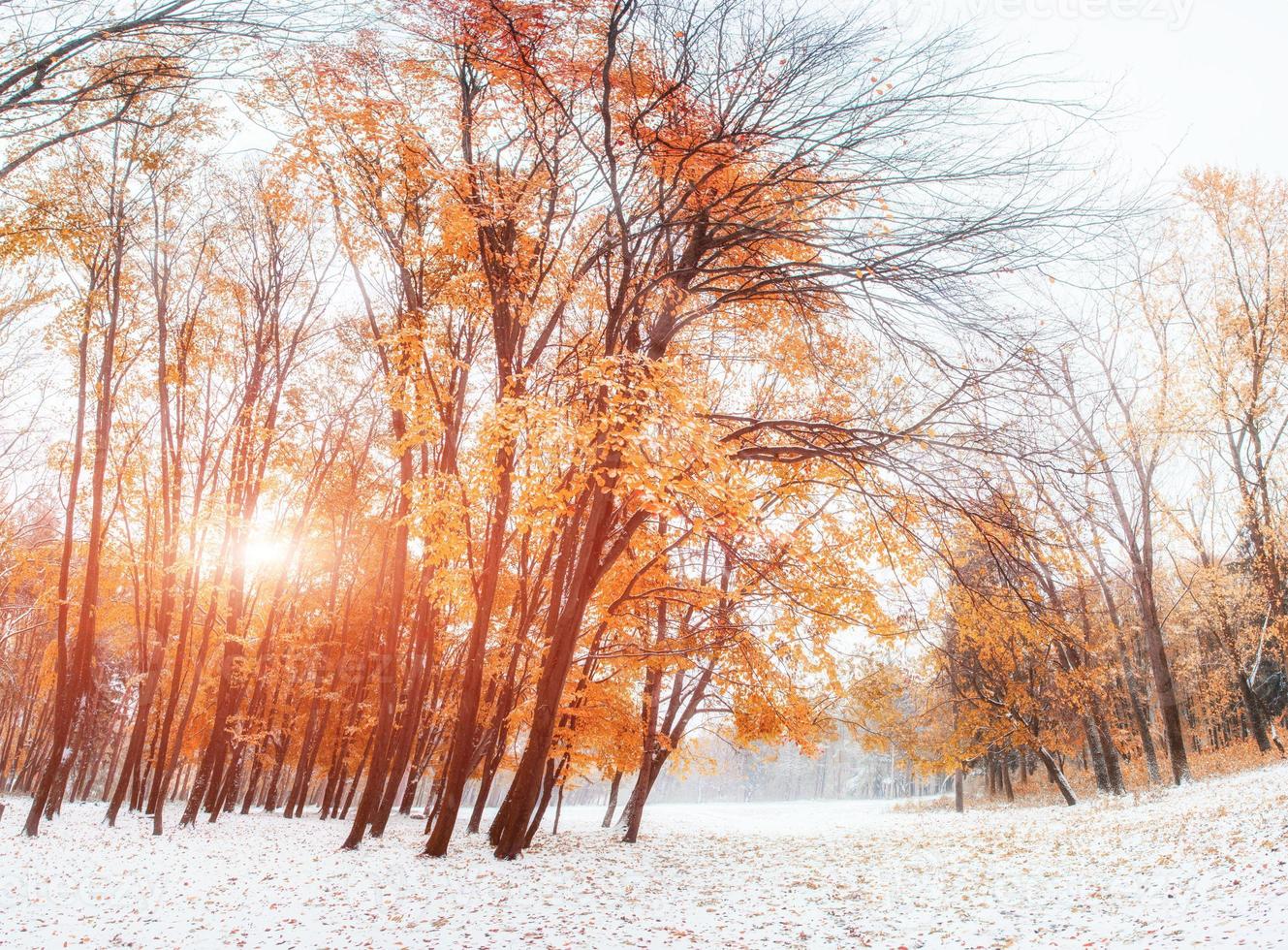 oktober berg beukenbos foto