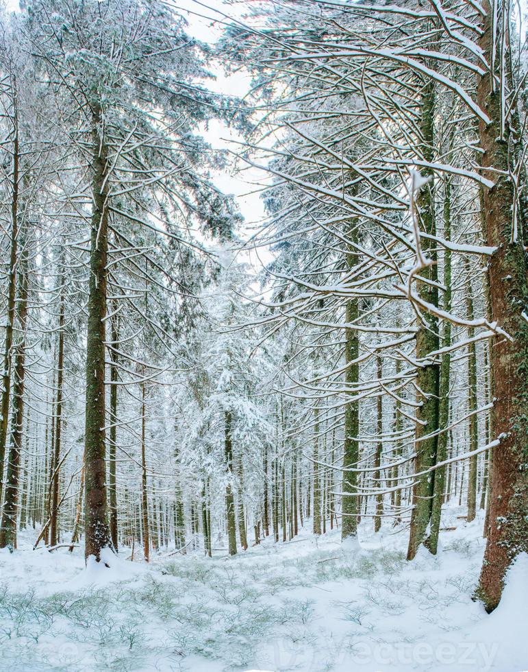 magische winter besneeuwde boom foto