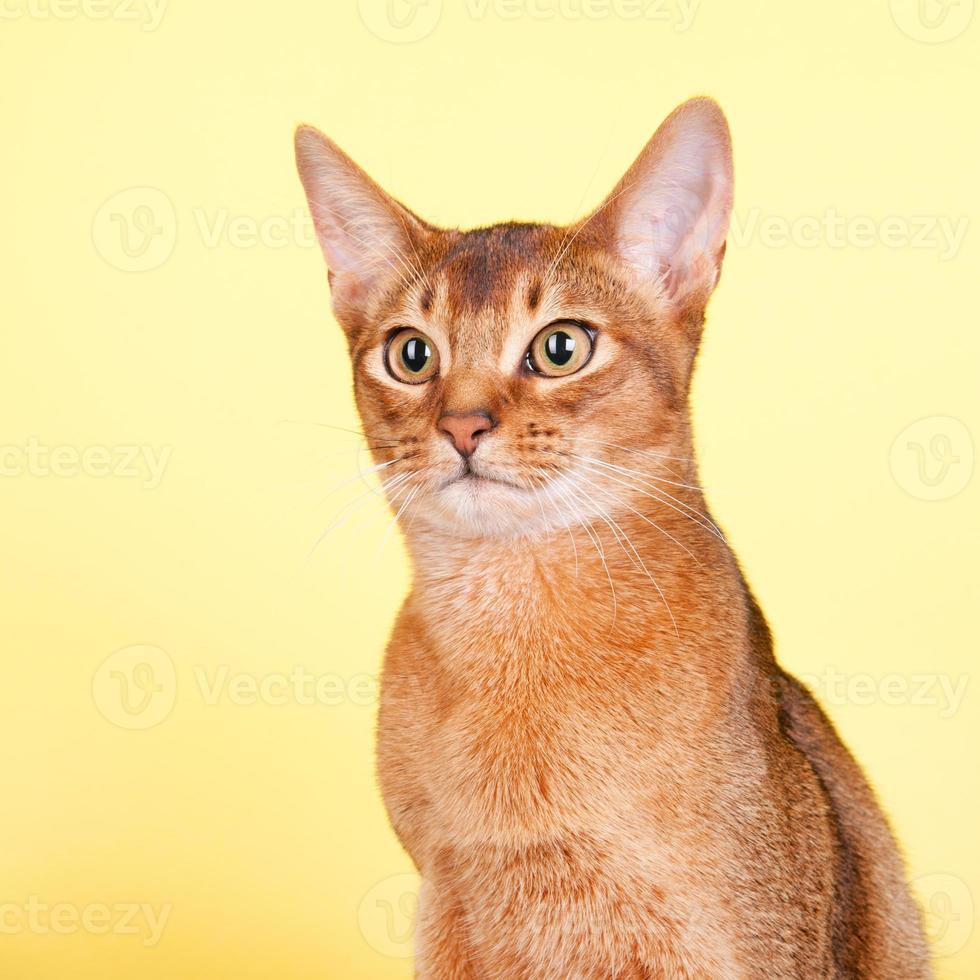 abessijnse kat foto