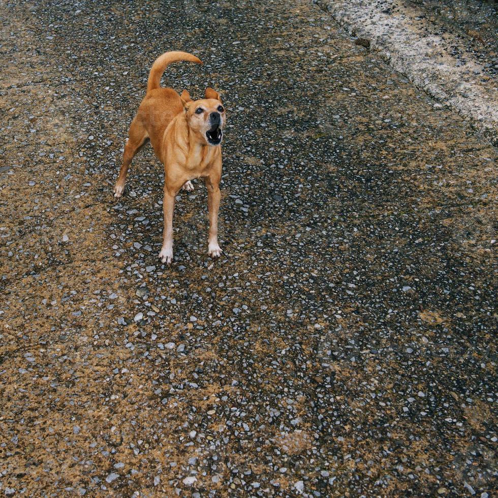 blaffende hond op de weg foto