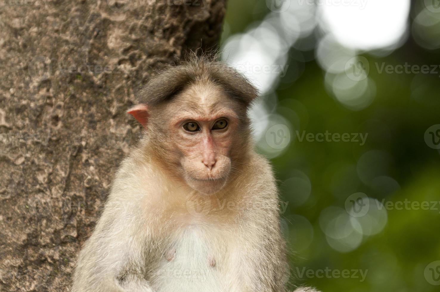 schattige aap op boom foto