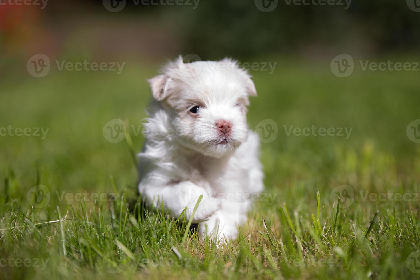 schattige Maltese pup uitgevoerd foto