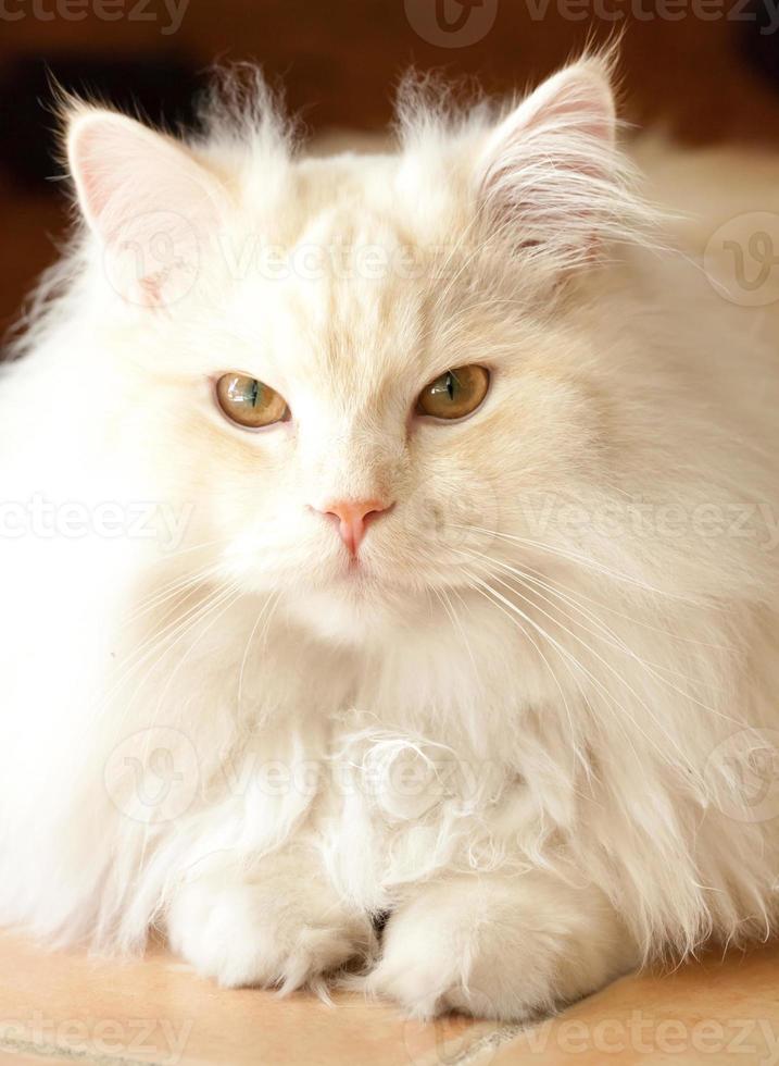 schattige witte en abrikozen Perzische Ragdoll-kat foto