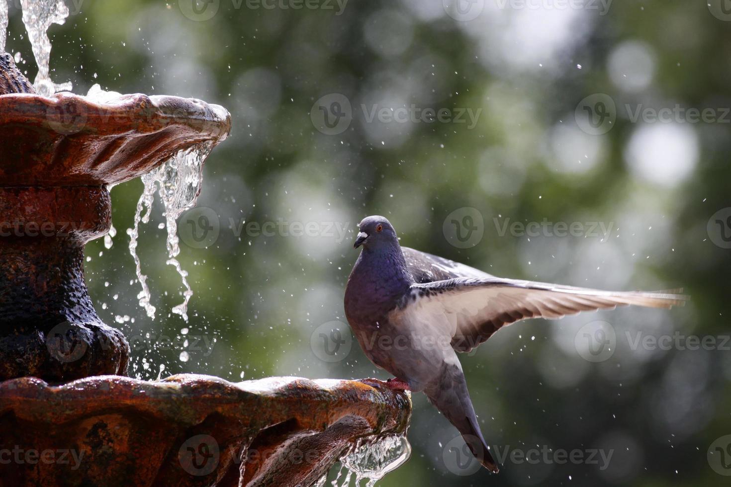 duif op fontein foto