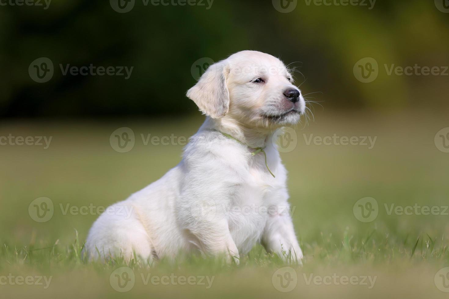 witte rasechte golden retriever pup foto