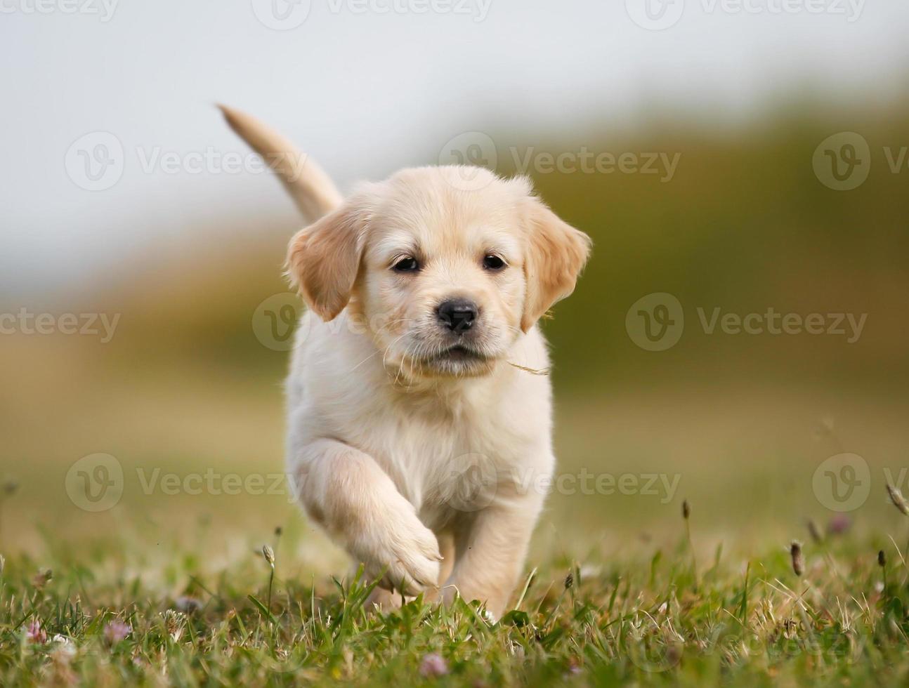 golden retriever pup loopt naar camera foto