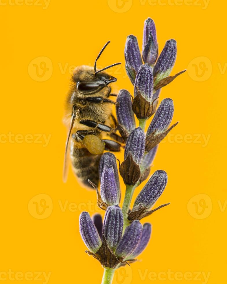 honingbij foerageren op een lavendel foto