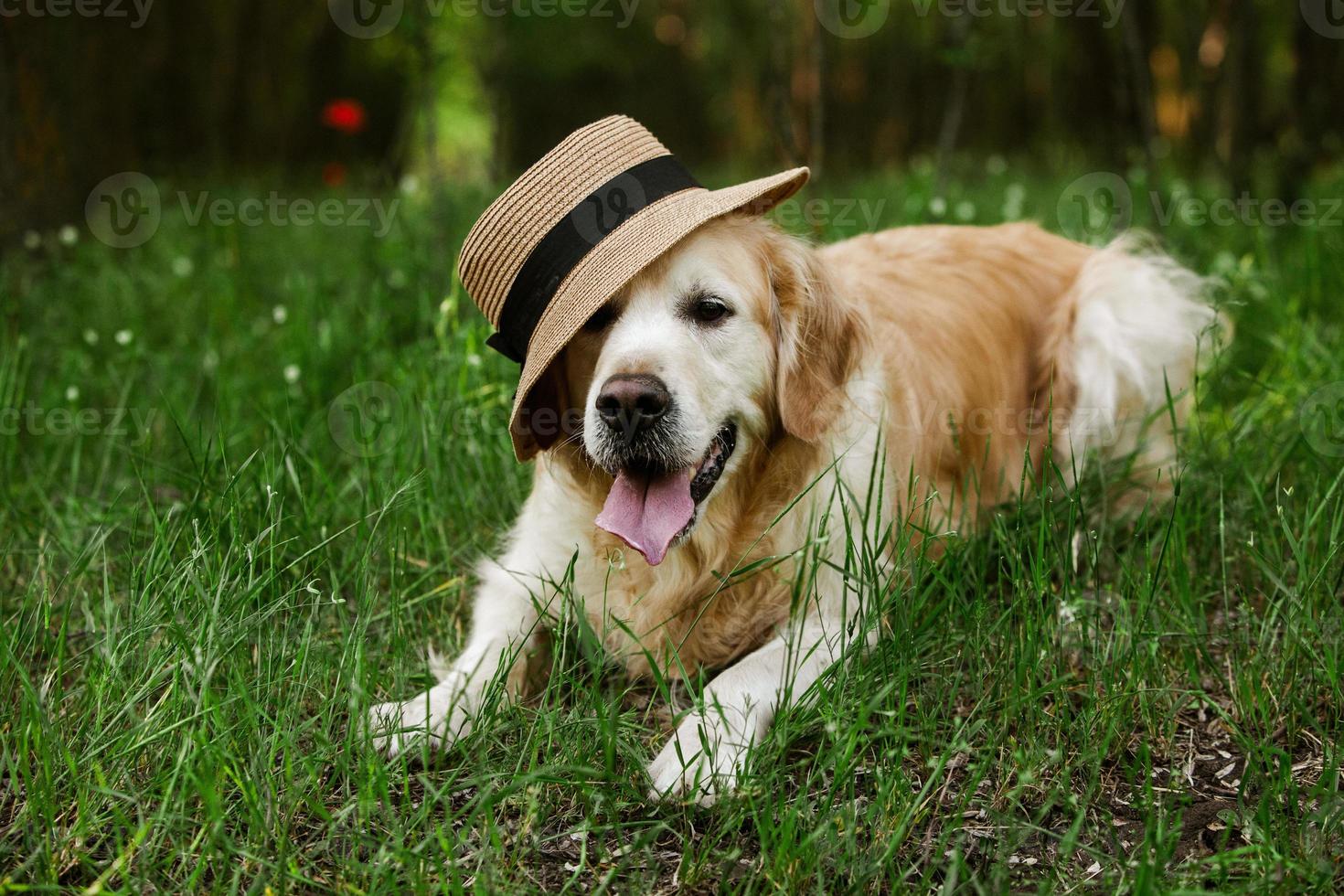 labrador retriever-hond. golden retriever hond op gras. schattige hond in papaver bloemen. foto